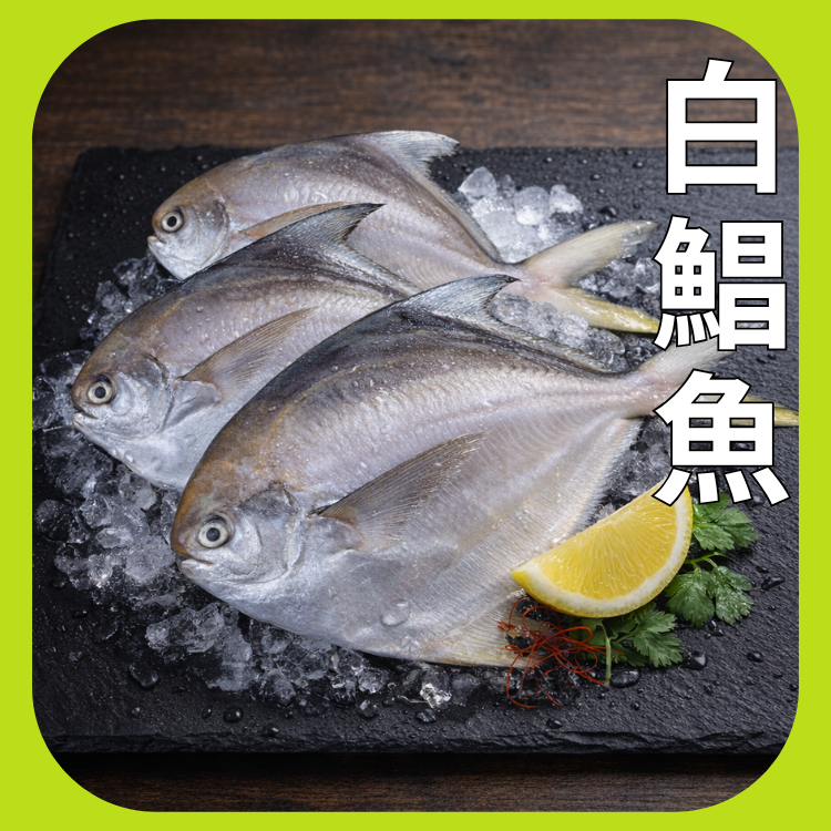 鮮嫩野生白鯧魚