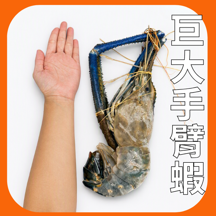 泰國蝦巨大手臂蝦
