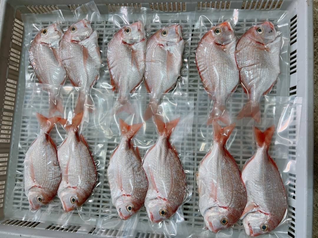 澎湖紅盤鮮魚❤️新鮮品質