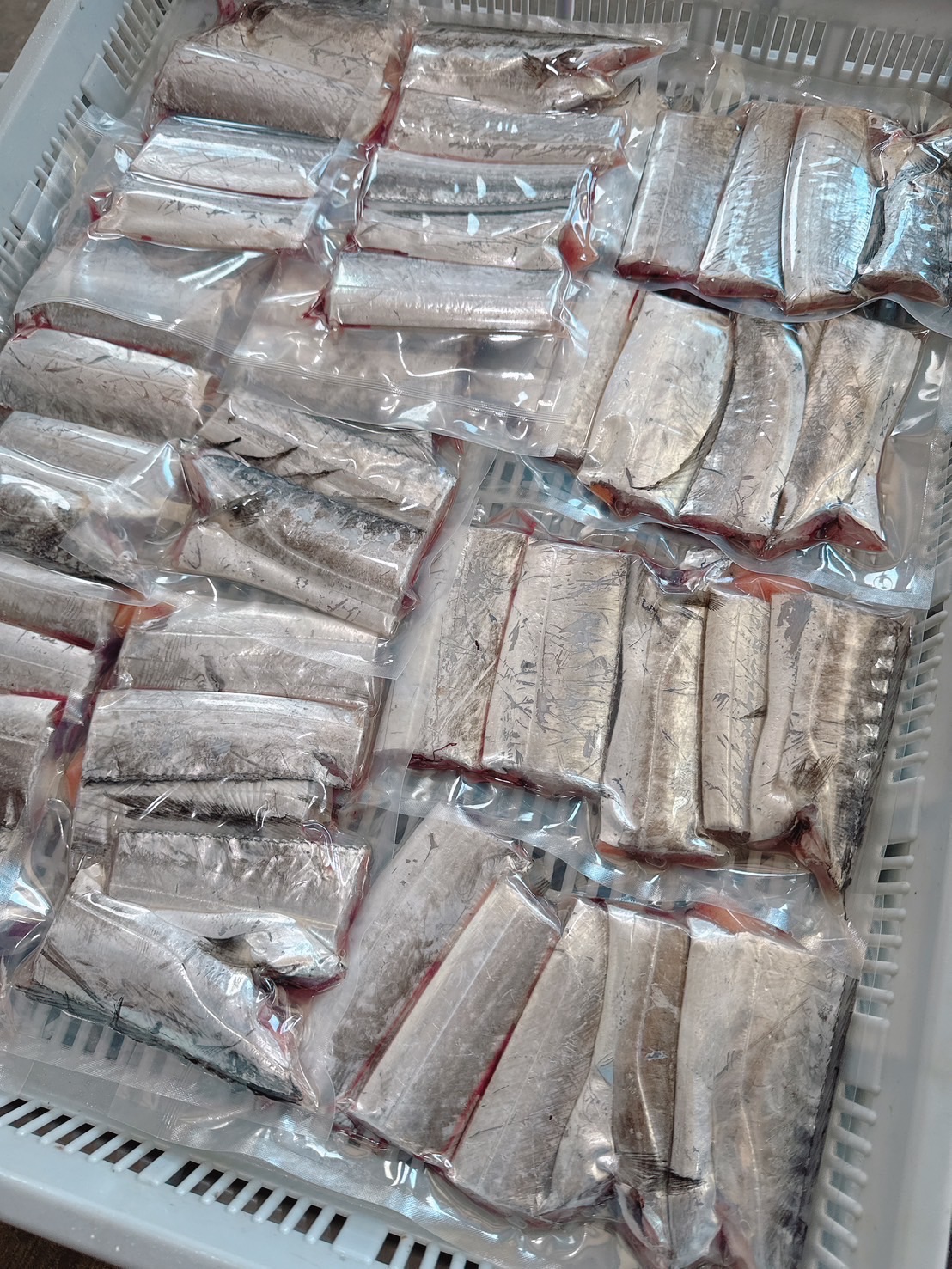 澎湖野生白帶魚切段