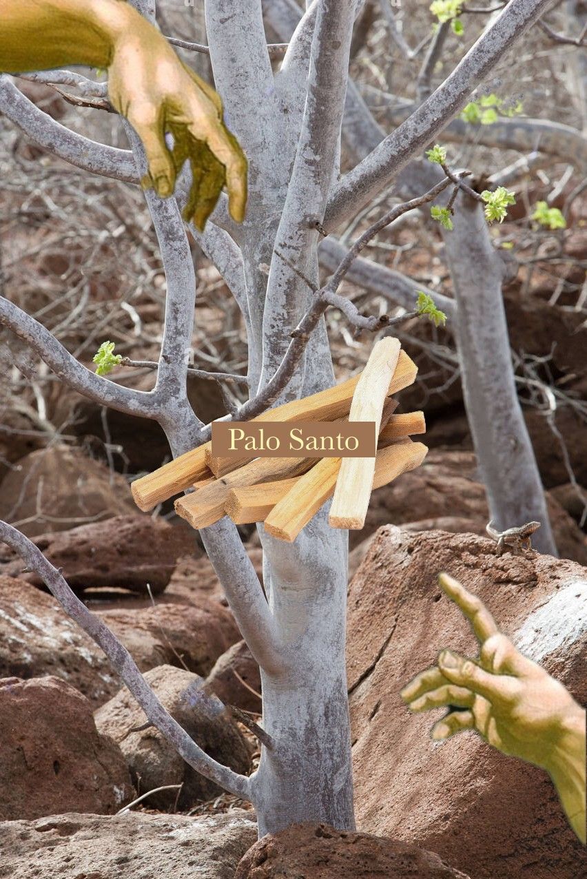 🪵  Palow Santo 印加老聖木 秘魯聖木  聖木條 儀式 薰香 淨化 除障