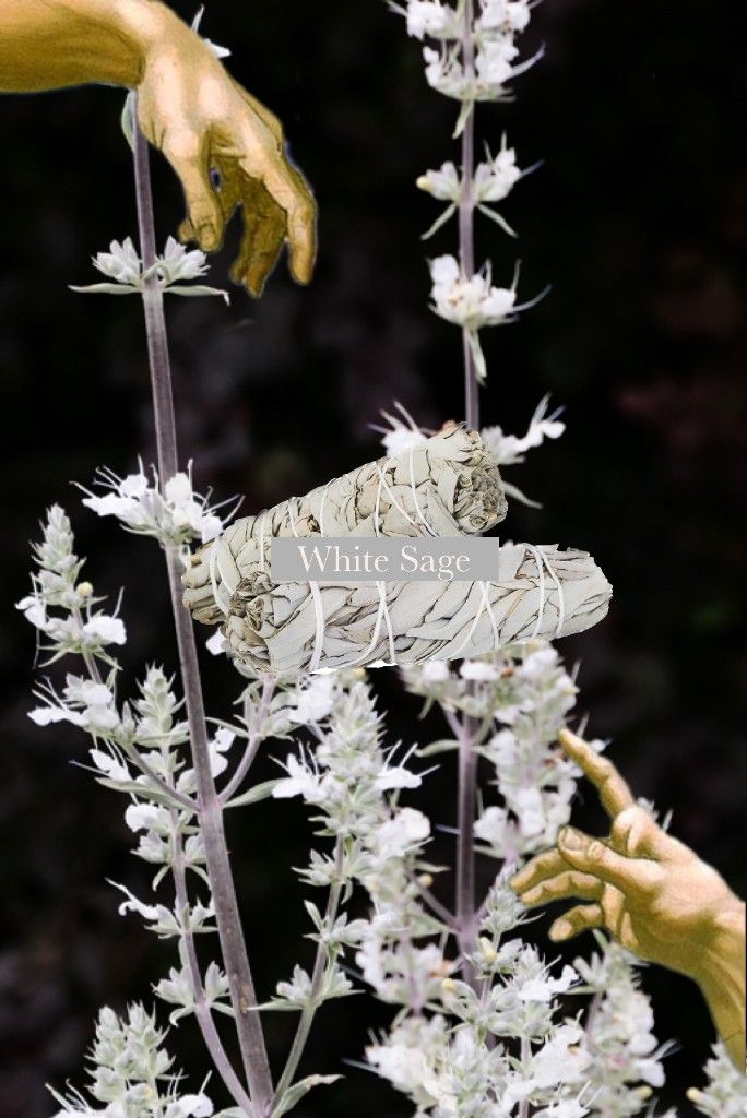 ❕ White Sage 純淨白鼠尾草 薩滿艾草  草仗 儀式 薰香 淨化