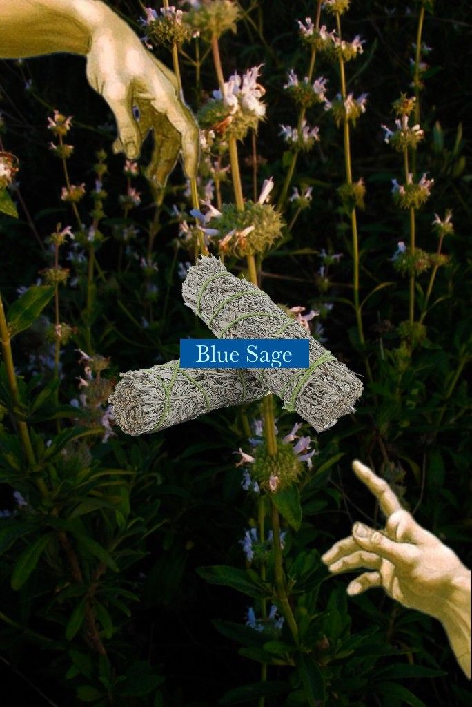 💙  Blue Sage 大地藍鼠尾草 藍鼠尾草  草仗 儀式 薰香 淨化 招財