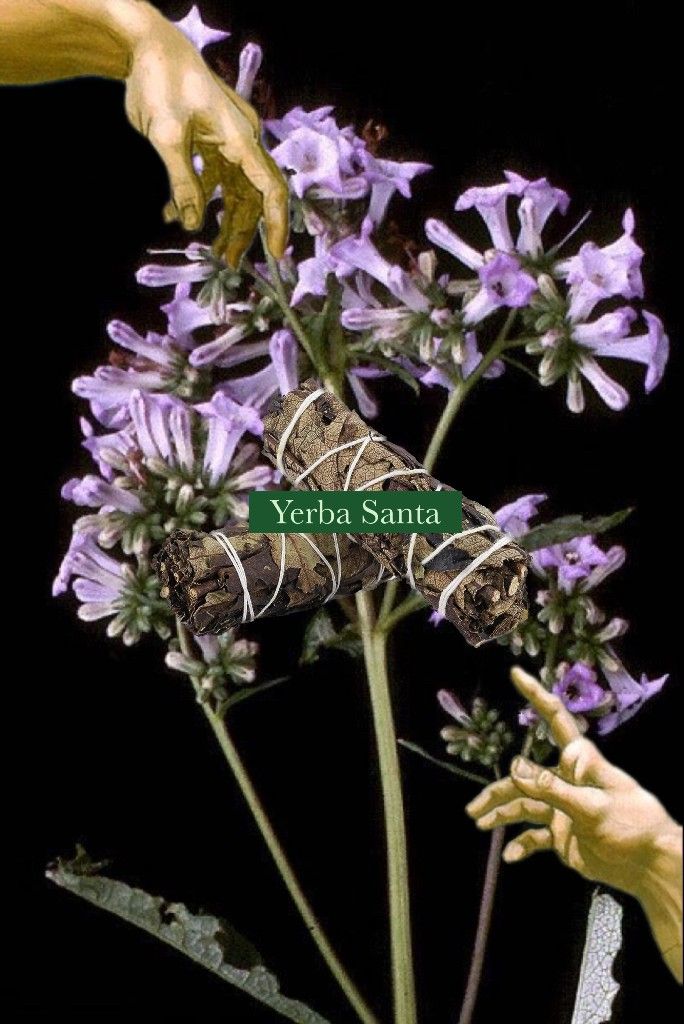 💛  Yerba Santa 聖巴拉草仗 北美聖草  草仗 儀式 薰香 淨化 神聖