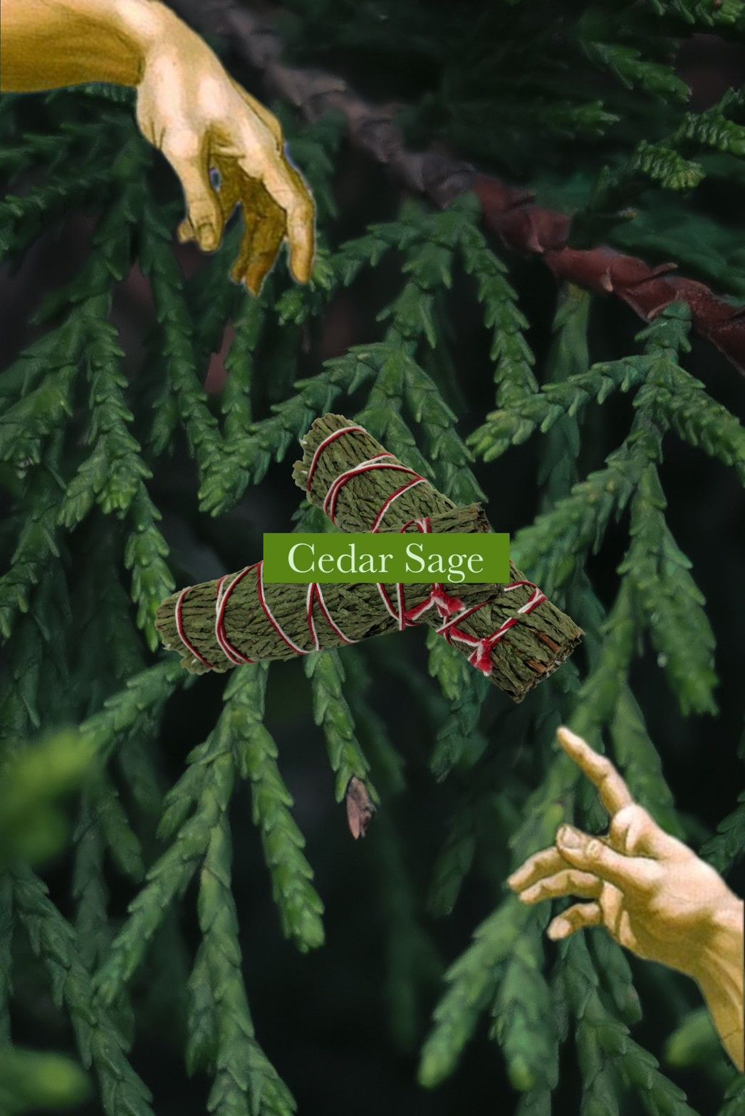 💚  Ceder Sage 除負雪松仗 雪松草  草仗 儀式 薰香 淨化 保護
