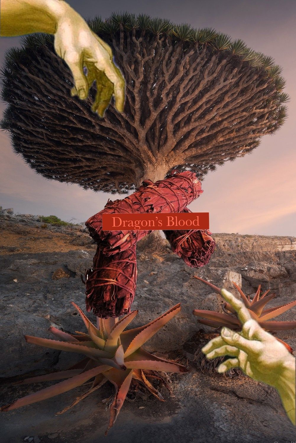️‍🔥  Dragons Blood Sage龍血鼠尾草 龍血酯  草仗 儀式 薰香 力量 保護