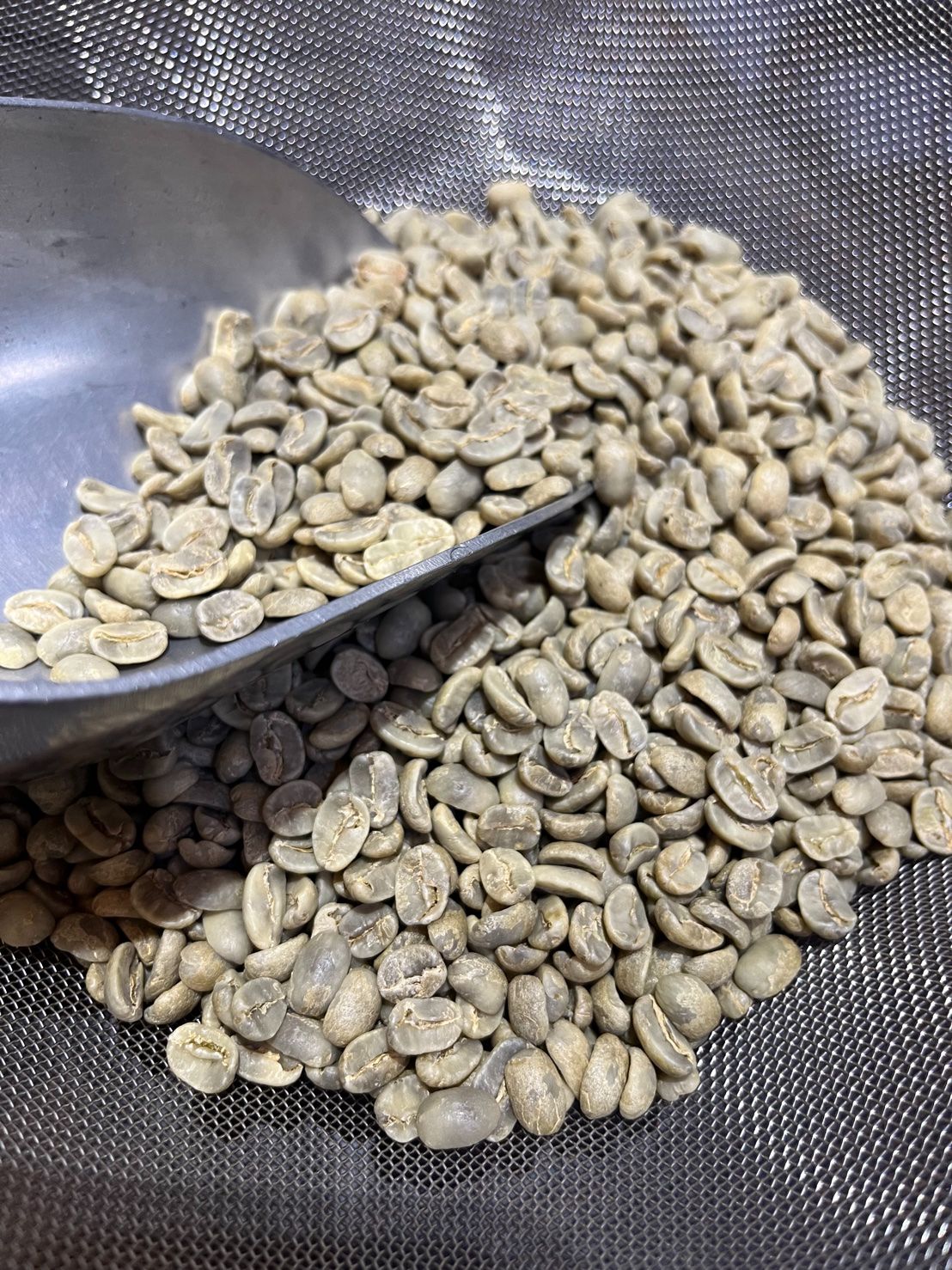 新到貨！尼加拉瓜 象豆 俗稱大藍山 水洗