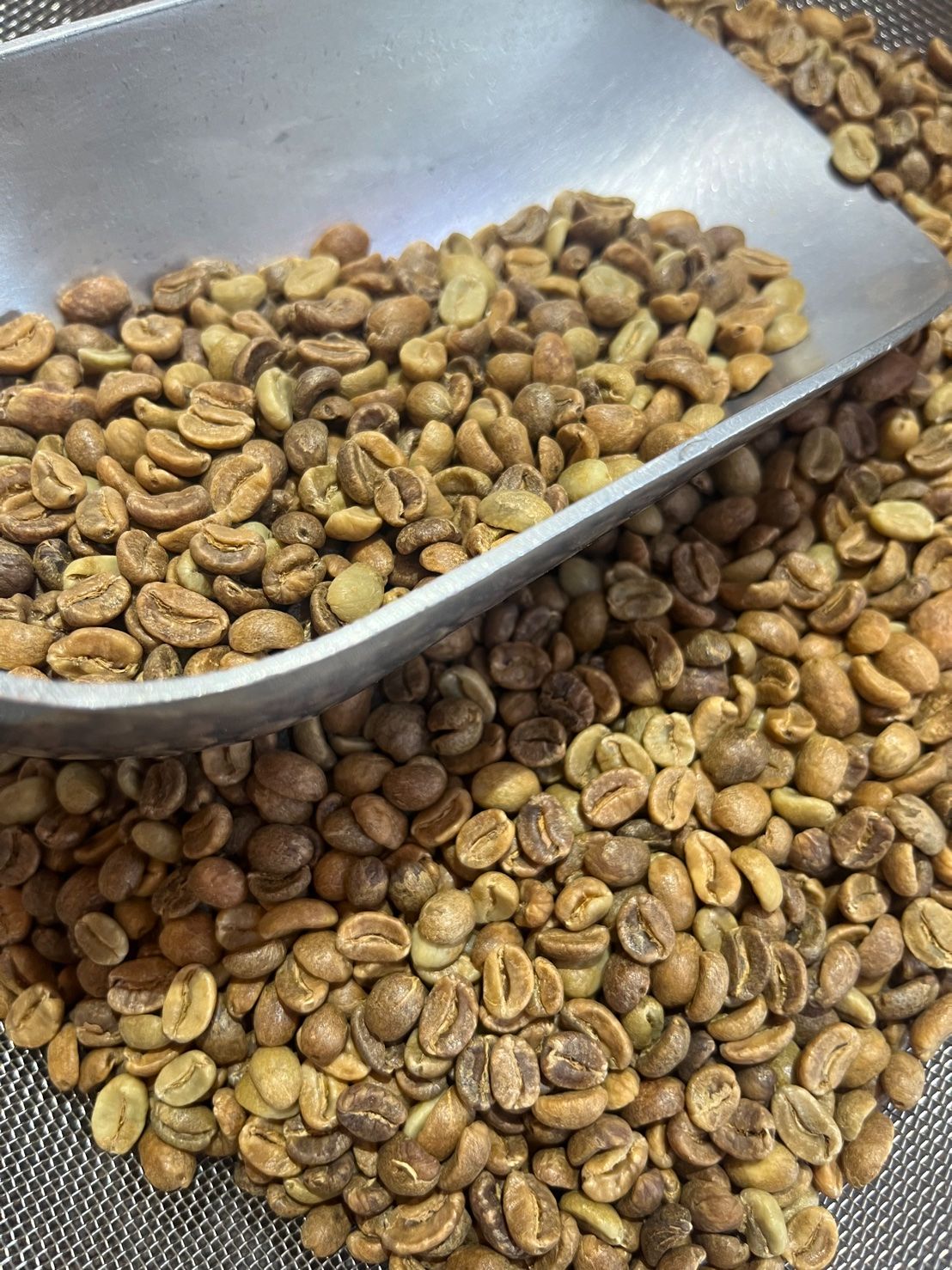 哥倫比亞 薇拉省 維吉尼亞莊園 拉法葉阿瑪雅小農 卡杜艾 200小時延長發酵特殊處理