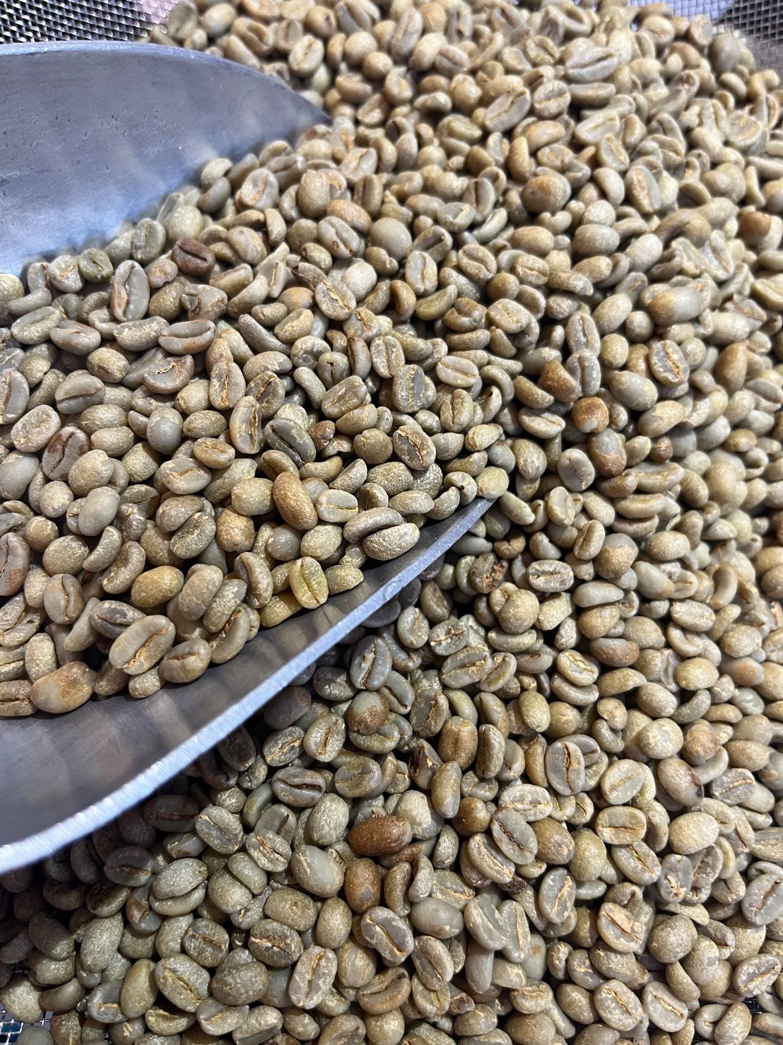 衣索比亞 古吉 烏拉嘎 堤波波卡 水仙 蜜處理