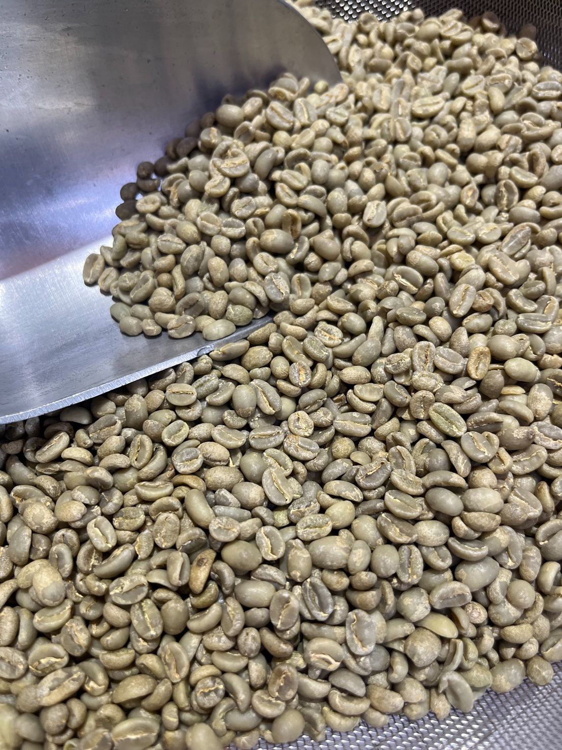 果酸濃郁！衣索比亞 古吉 水風鈴 G1 水洗 25/02批次