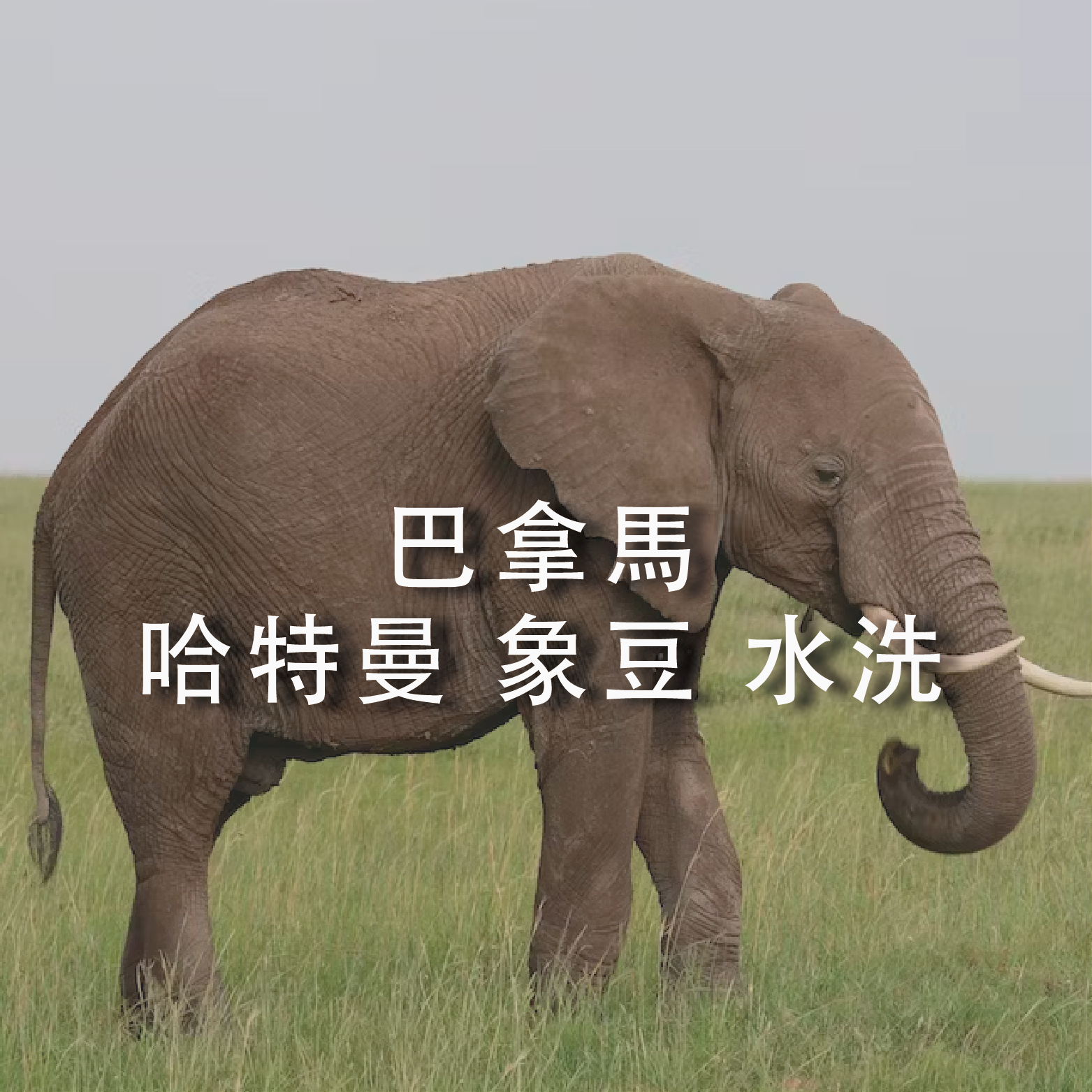 半磅咖啡豆 225g