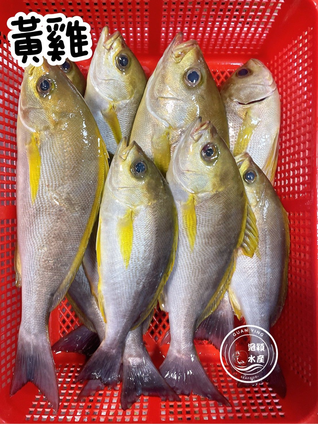 黃雞魚（整尾）