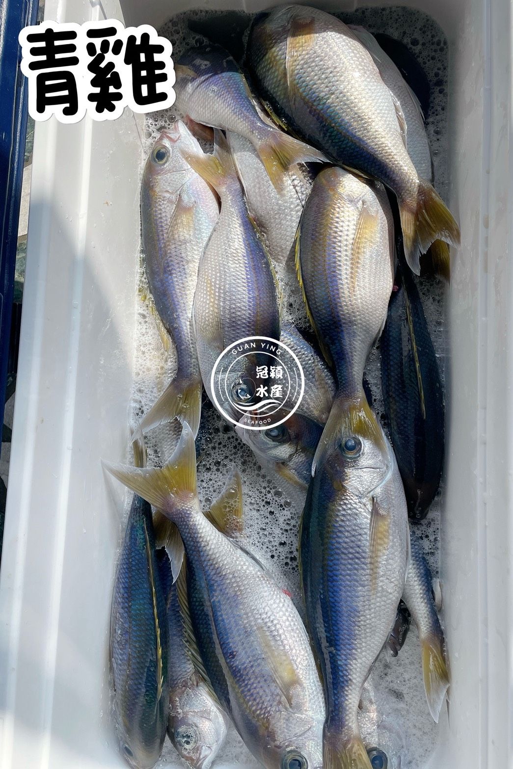 青雞魚（取清肉）