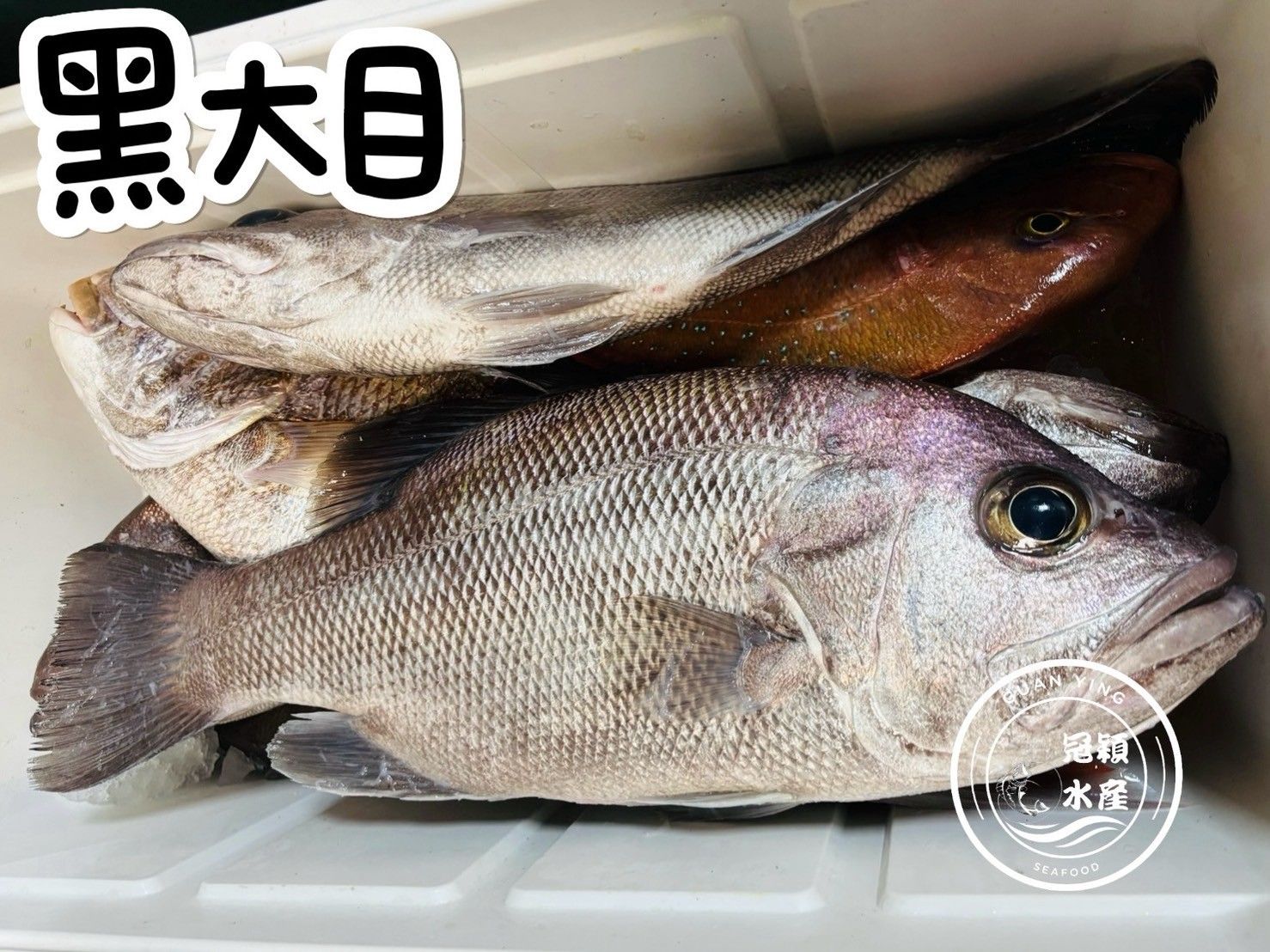 黑大目（取清肉切魚排）