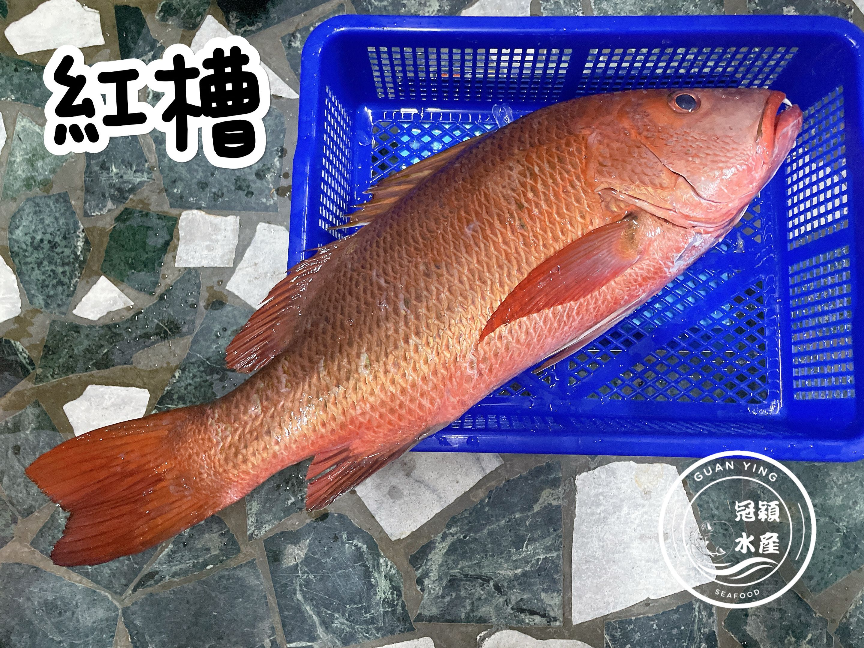 野生紅槽清肉