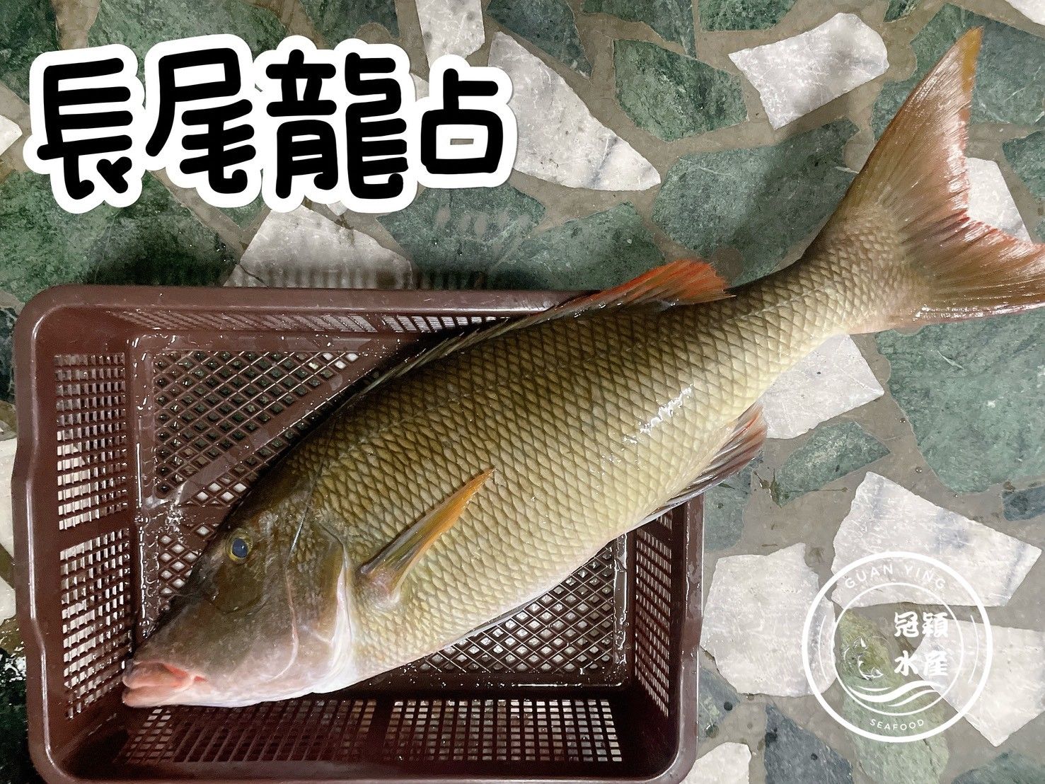 長吻龍占清肉 （尖吻裸頰鯛）