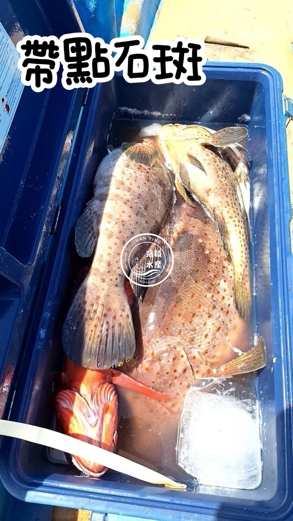帶點石斑