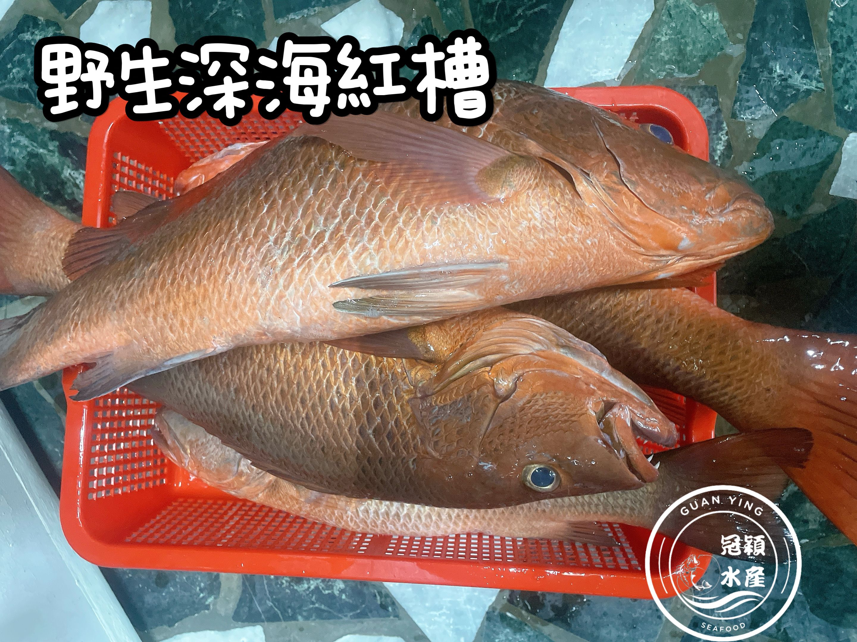 野生紅槽