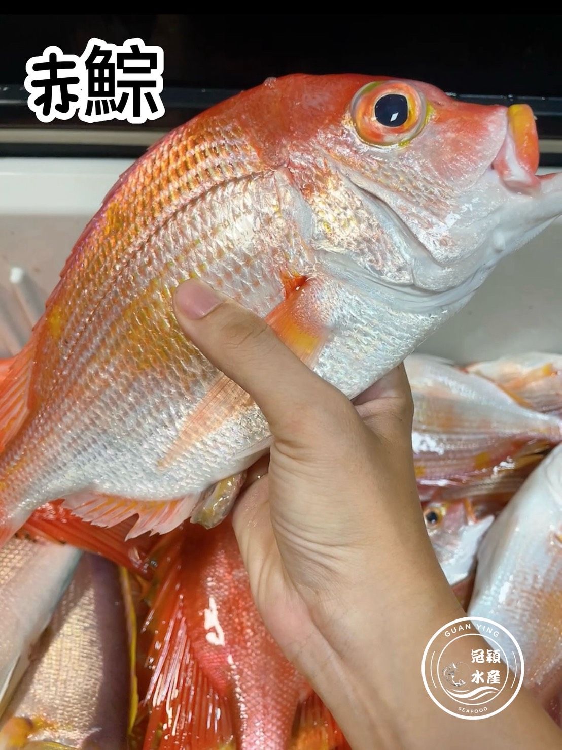 赤鯮