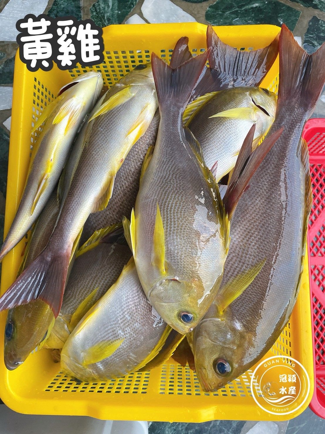 黃雞魚