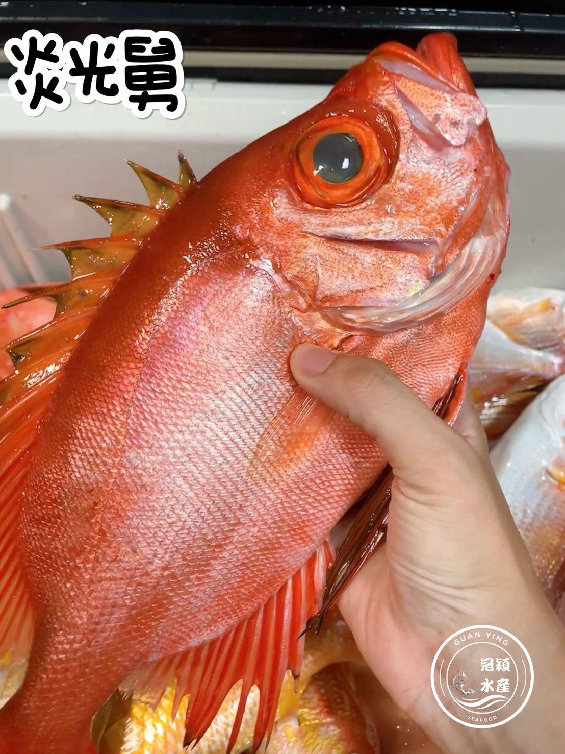 炎光舅
