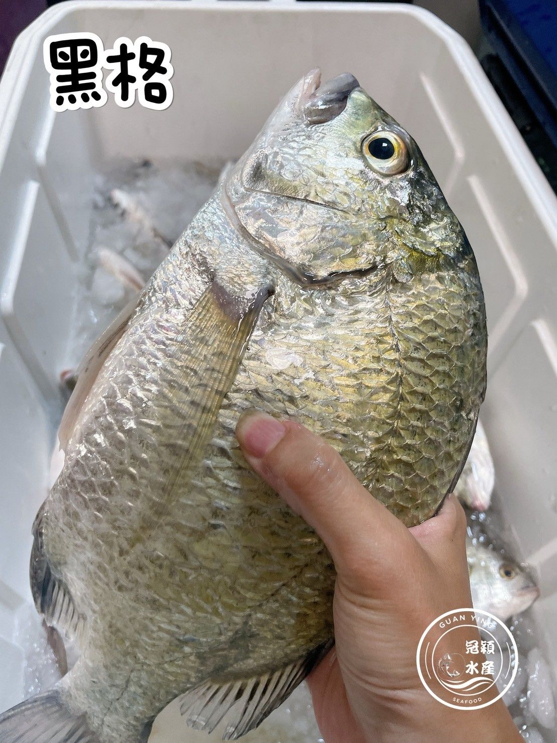 手釣黑格