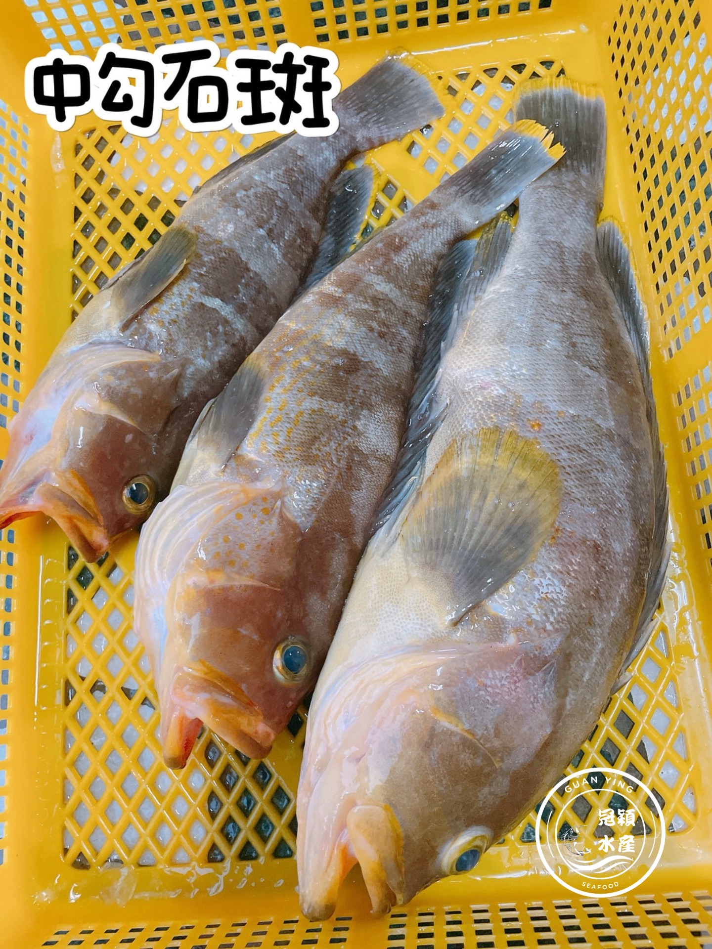 中勾石斑