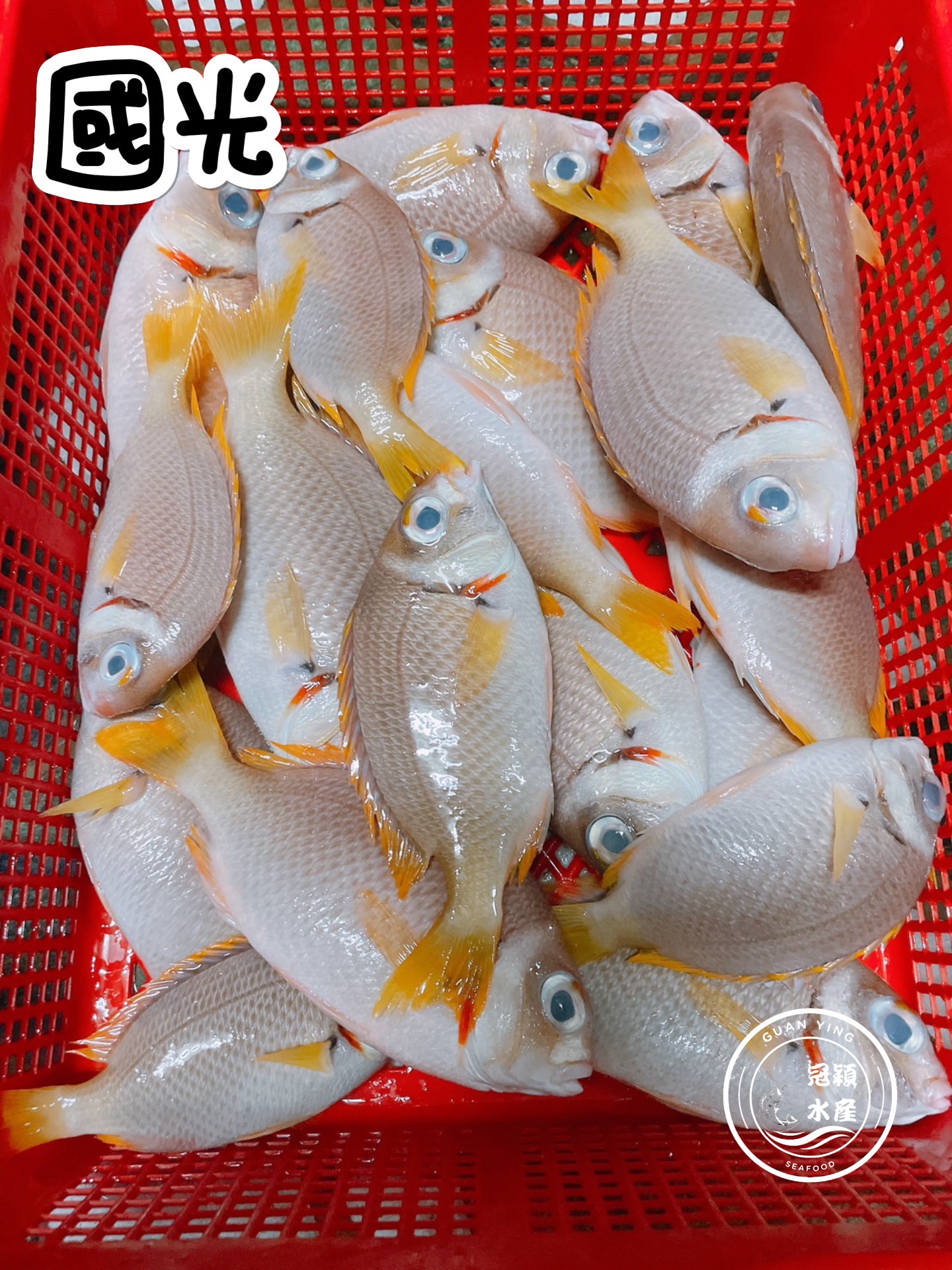 國光魚（鳳梨魚）
