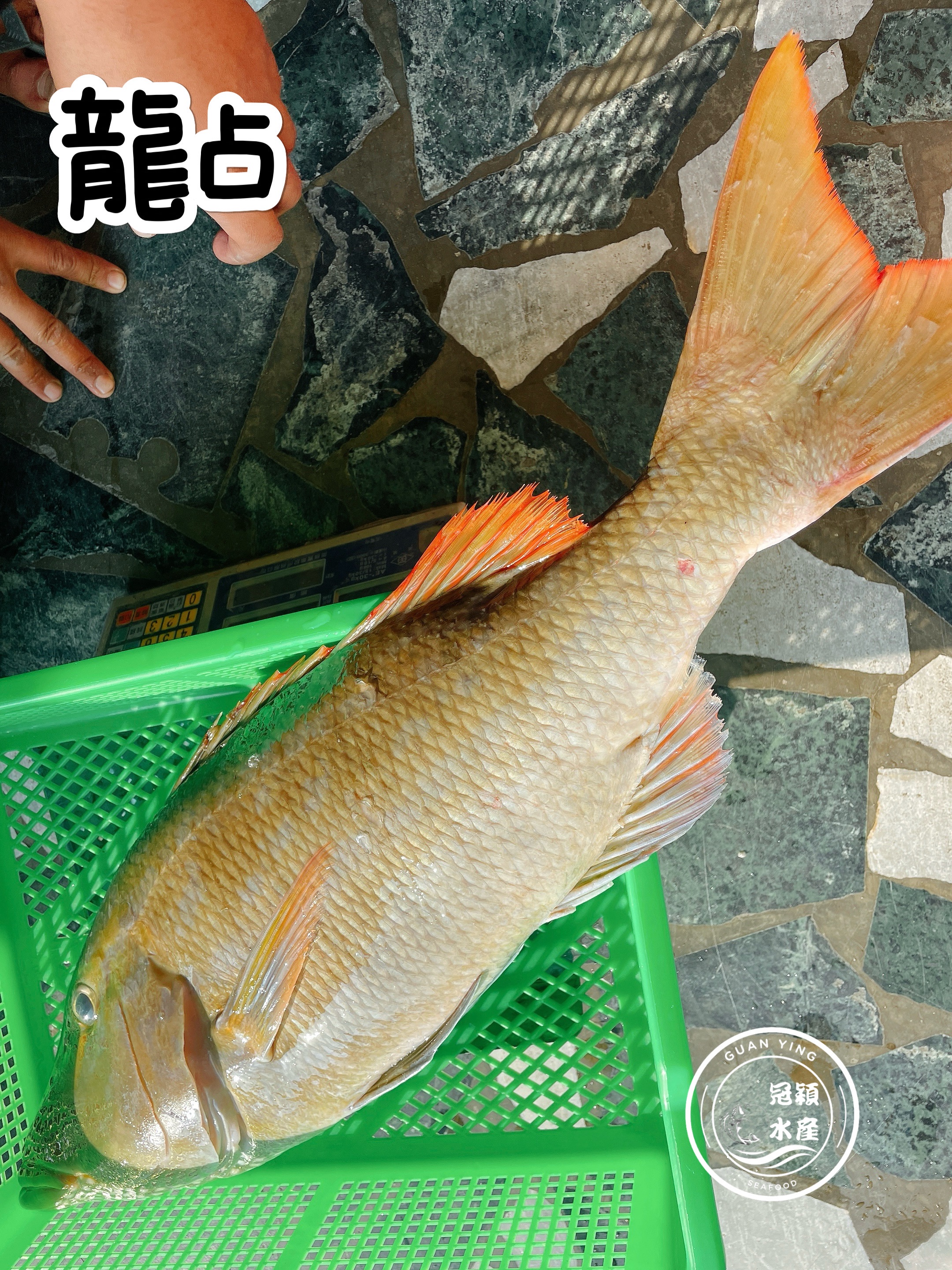 龍占