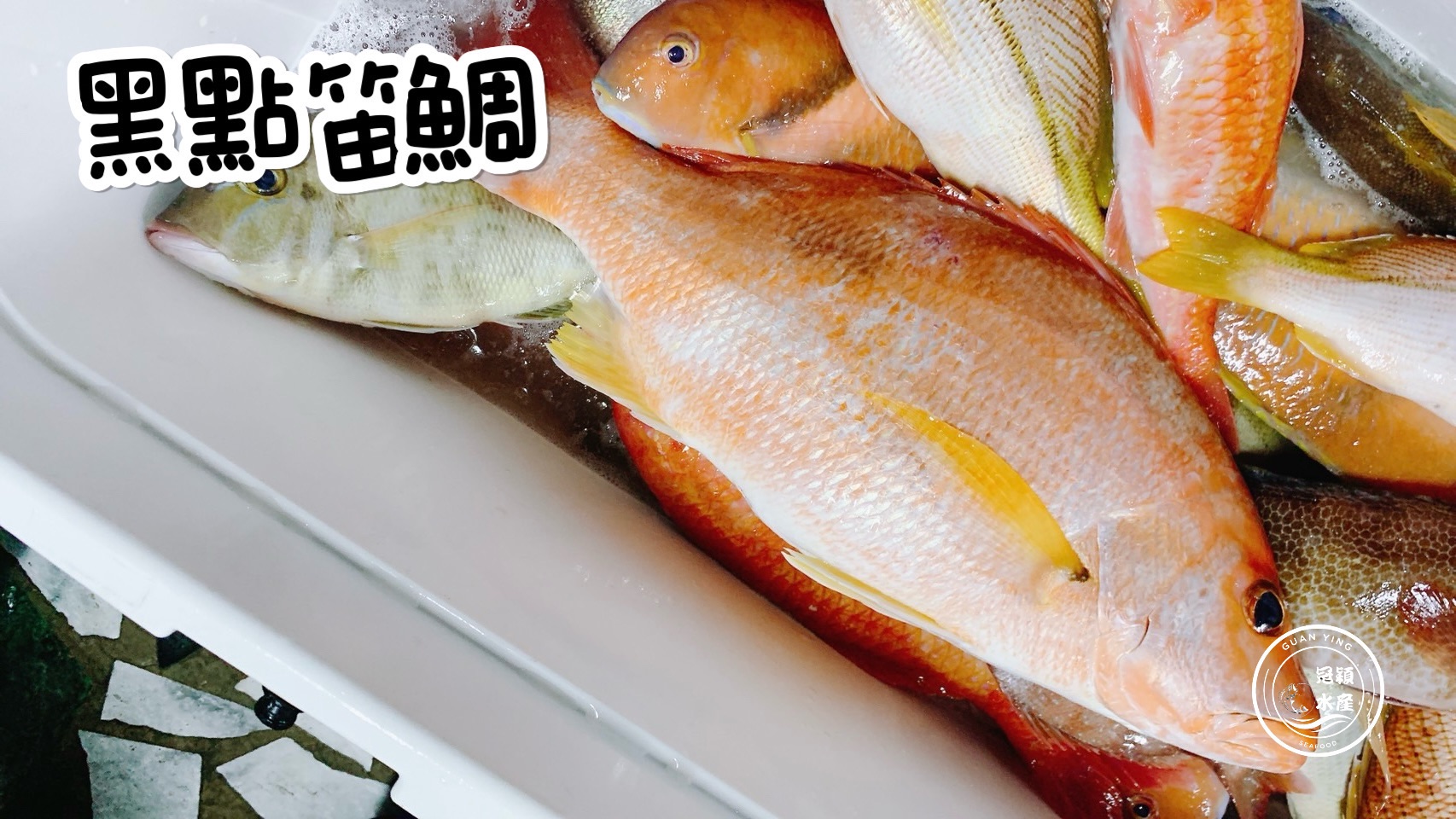 黑點笛鯛