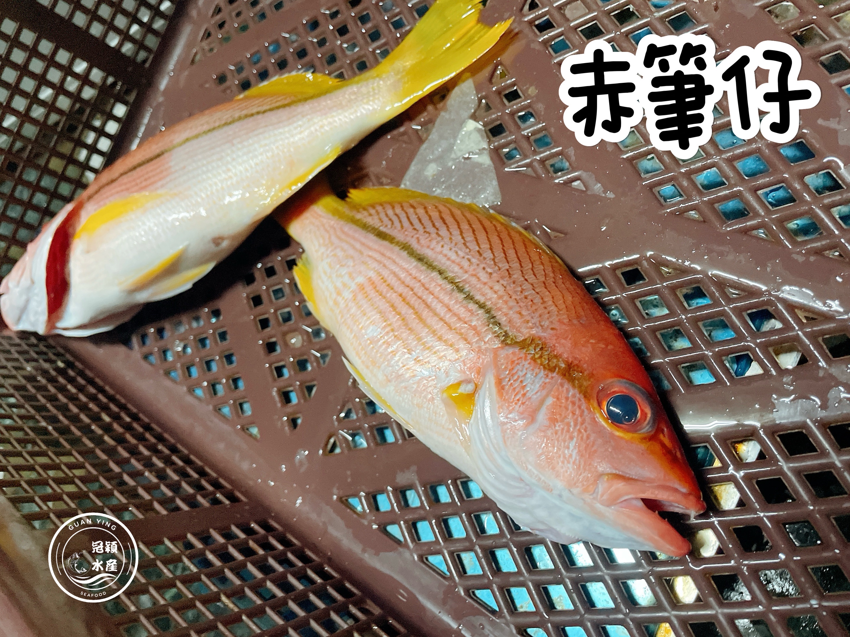 赤筆仔