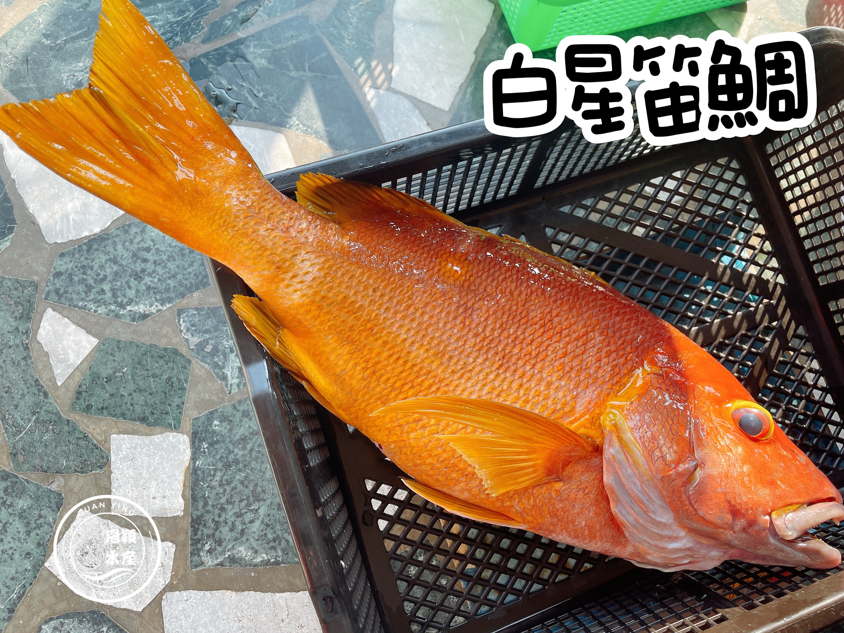 白星笛鯛