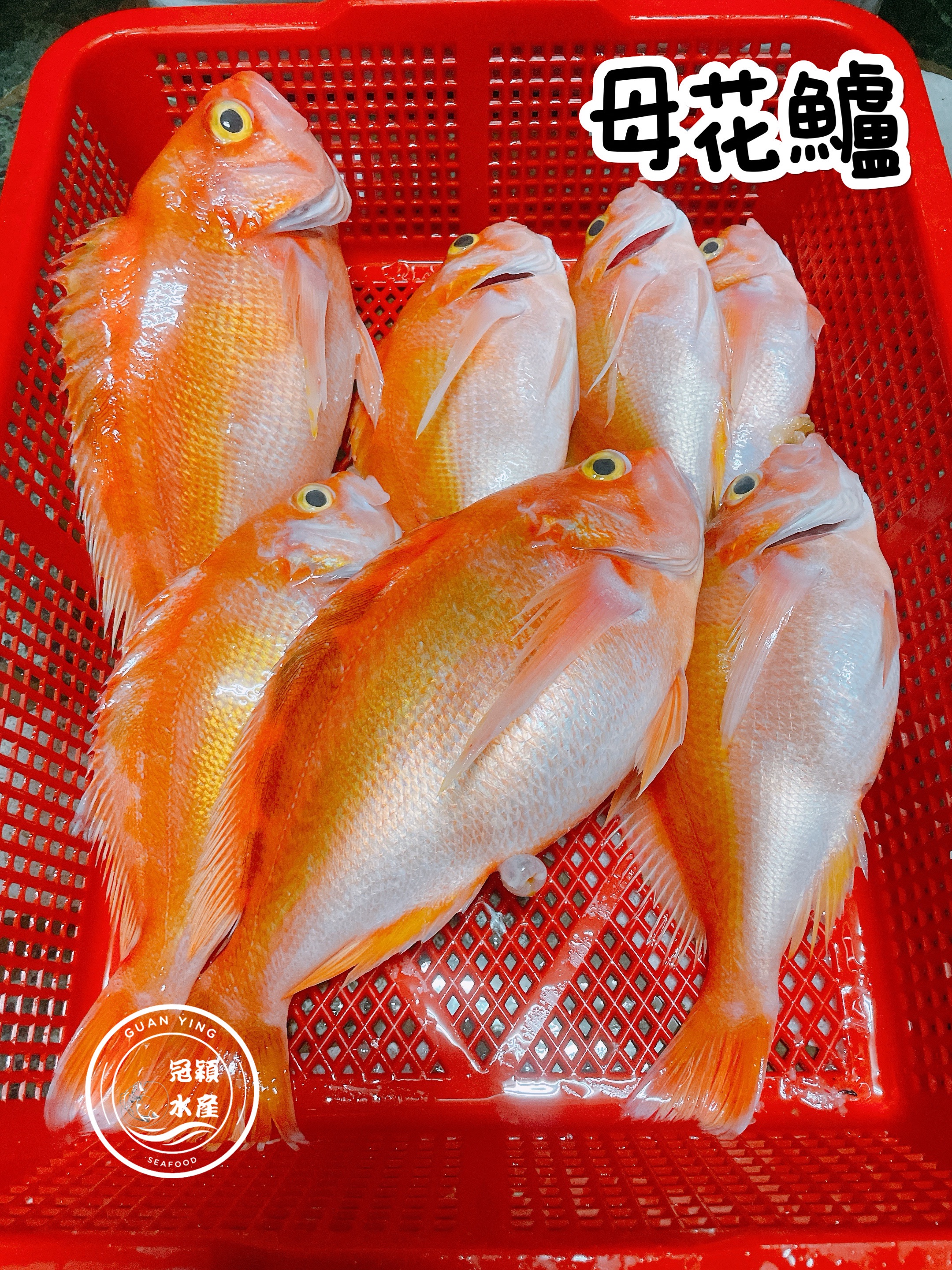 母花鱸（異臂花鮨