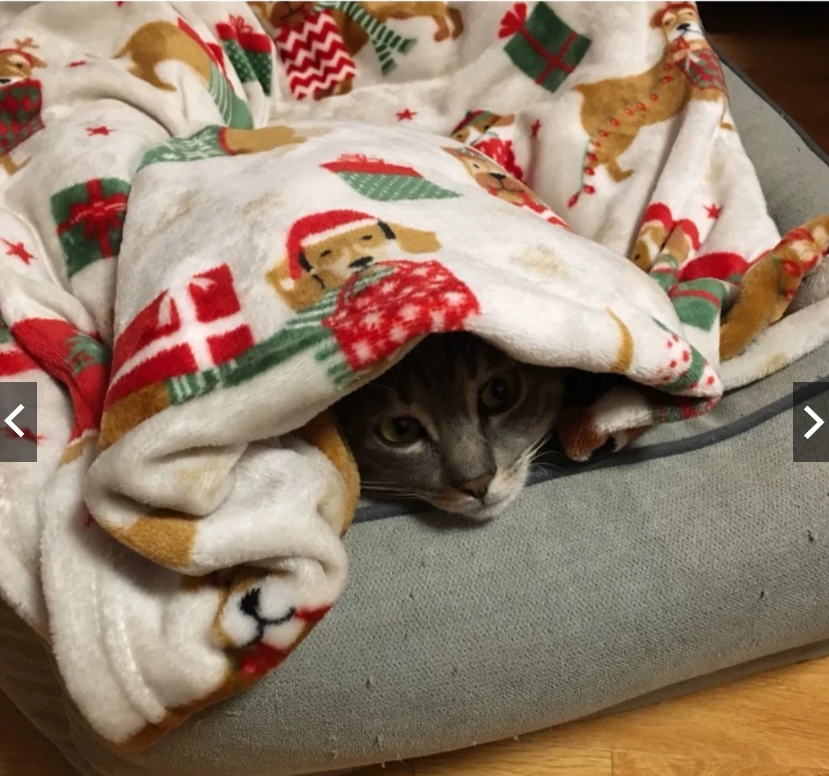 牛奶絨毛毯子 加厚毛毯法蘭絨毯子聖誕節交換禮物 狗狗貓咪 聖誕襪耶誕節 貓奴必備貓貓踏踏毯