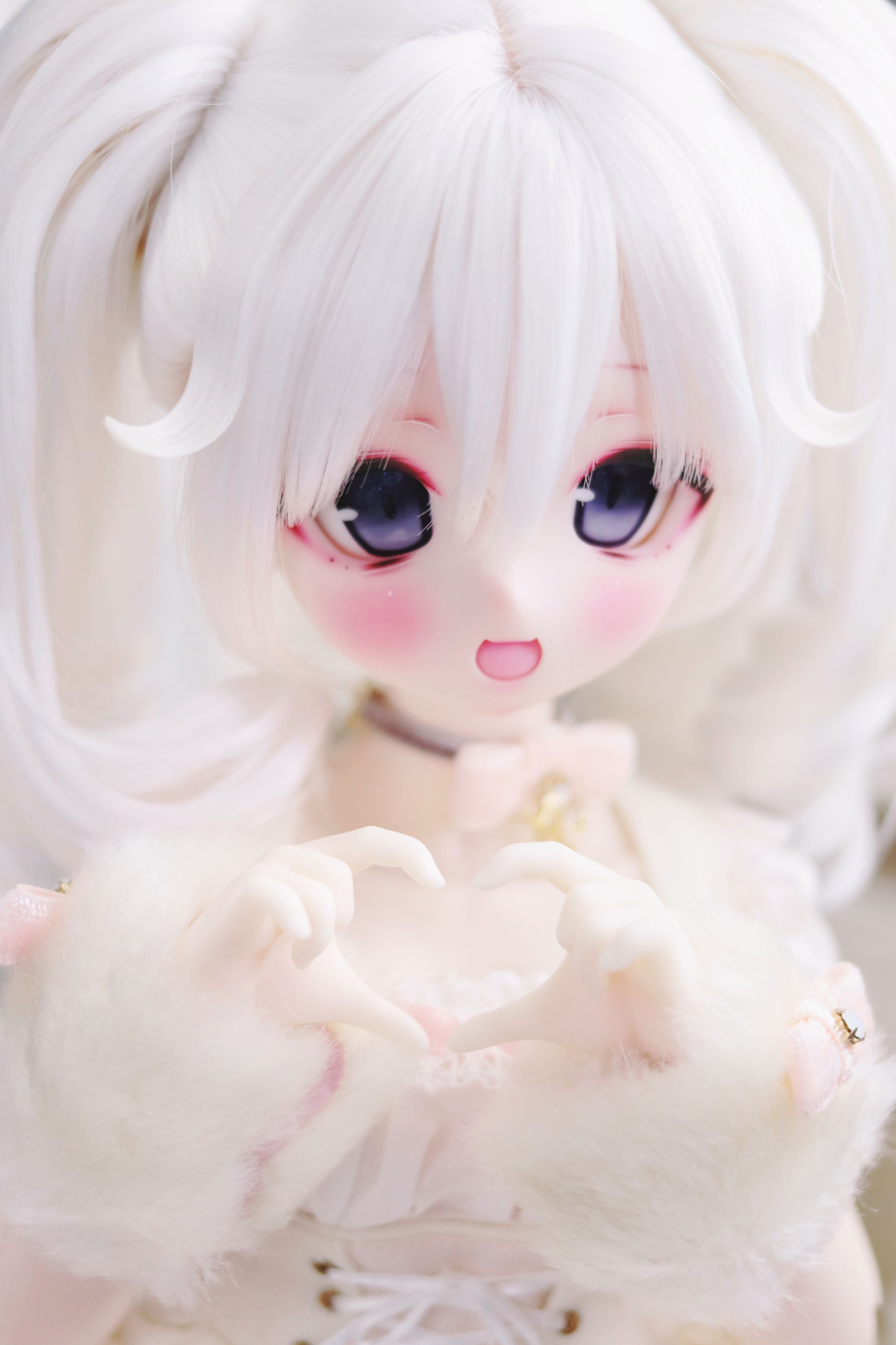 ddh01半白猫嘴單頭