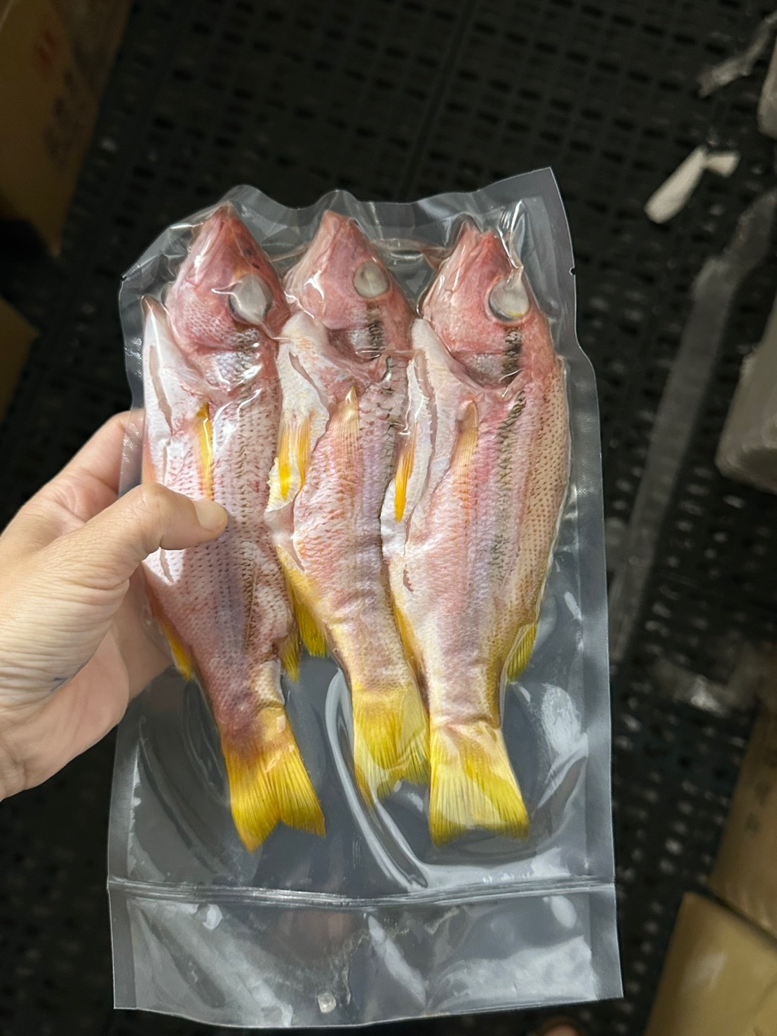 【新品上架】澎湖赤筆魚-紅燒＼煮湯＼清蒸都可以