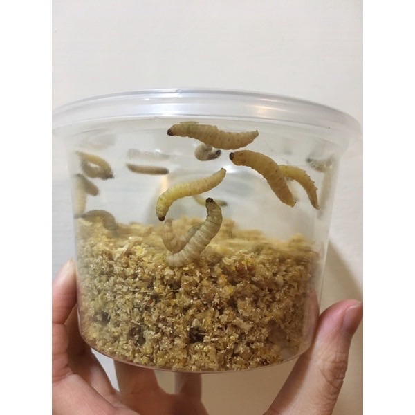純蜂蜜飼養肥美爆漿蠟蟲 （需個體較小的蠟蟲可備註）