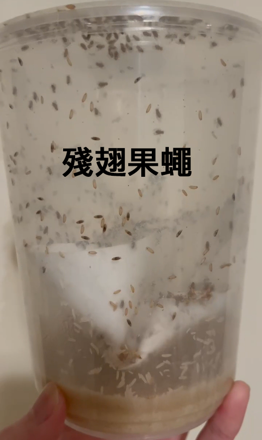 殘翅果蠅杯