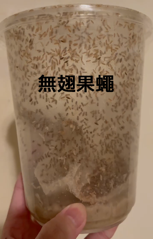 無翅果蠅杯