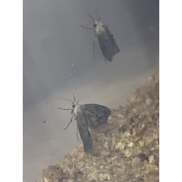 蠟蛾、蠟蛾蛹、飛蛾、飛蟲、蠟蟲成蟲、大蠟蛾幼蟲 蜂蜜飼養