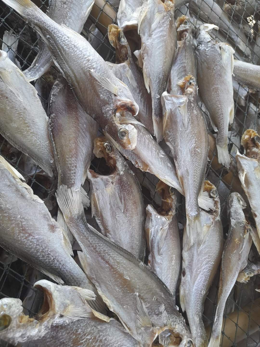 🐠黃花魚乾 Khô Cá đù/新品上市/海味乾貨🔥料理用（非零食）🈵️重量1公斤🈵️