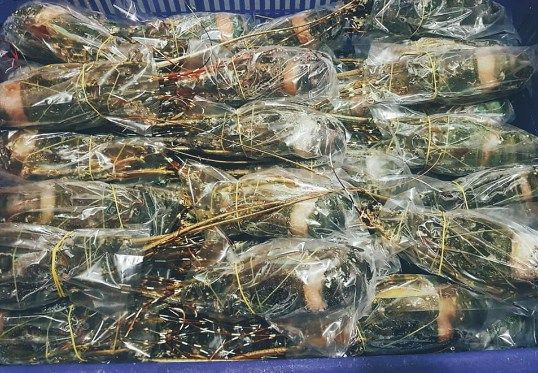 ❄️（預購商品請先連繫客服）❄️極鮮生凍青龍蝦 捕撈後用急速冷凍鎖鮮🔥🈵️ 1KG （3~4）/尾🈵️