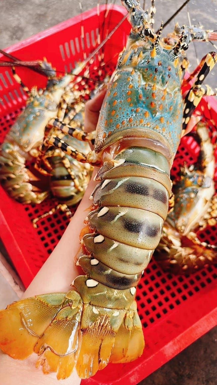 ❄️極鮮生凍青龍蝦 捕撈後用急速冷凍鎖鮮🔥🈵️ 1KG/尾 （預購）🈵️