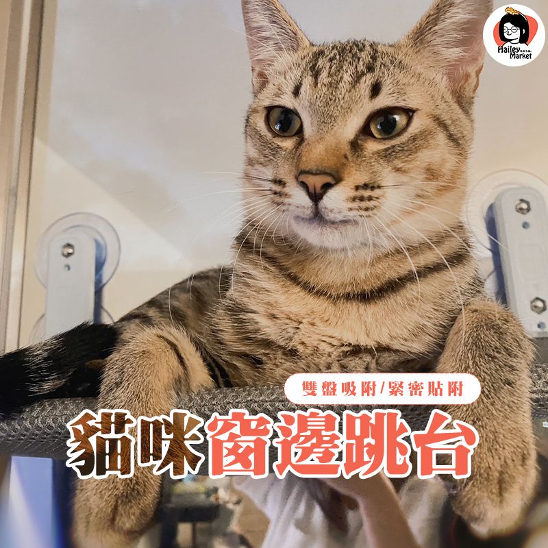 預購🫰貓咪耐重窗邊吊床❤️九媽推薦❤️茱蒂九淘愛用款