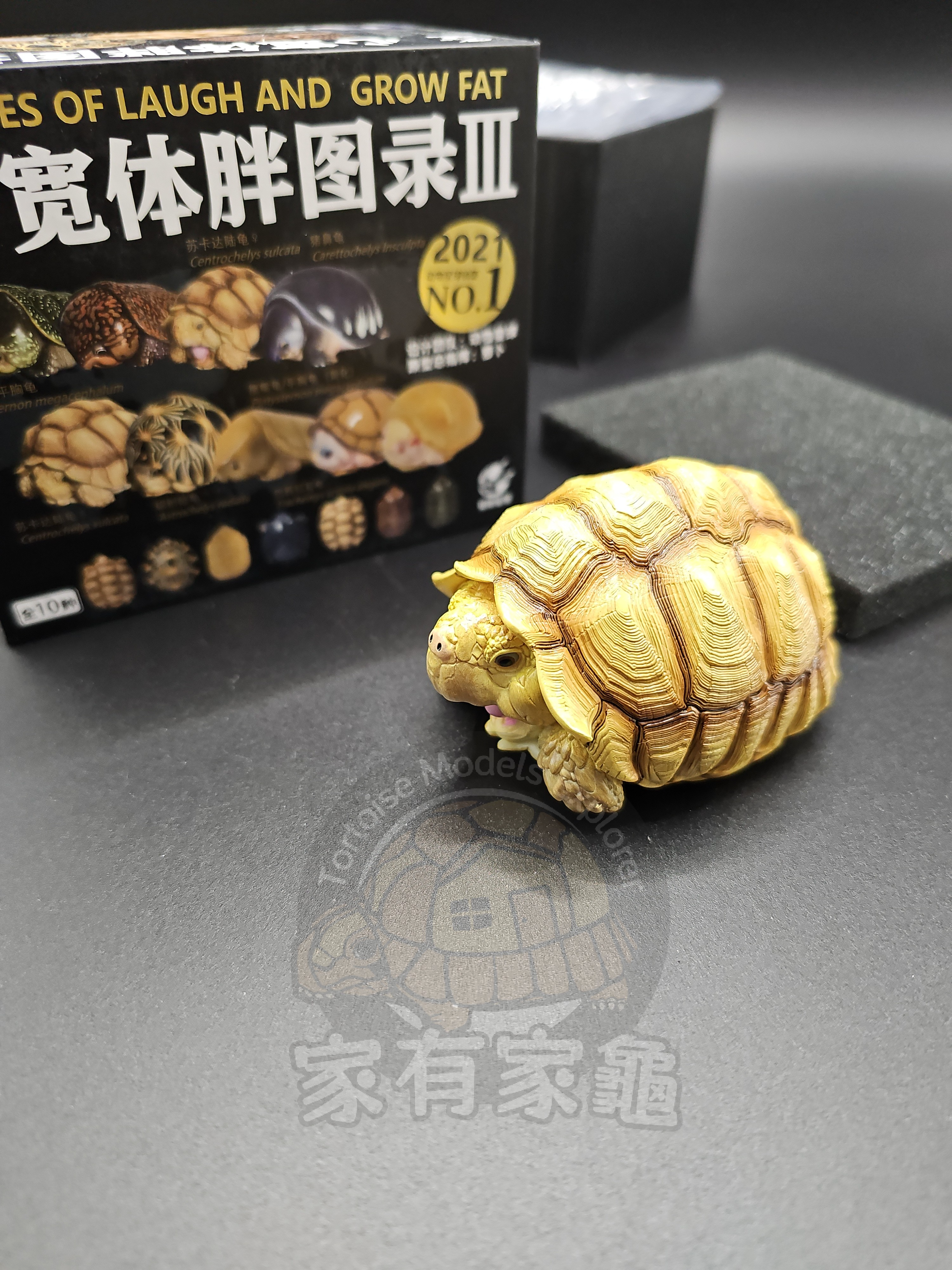 【家有家龜】【動物星球】 蘇卡達 母/公 陸龜模型 現貨 手辦 非 亞達伯拉象龜