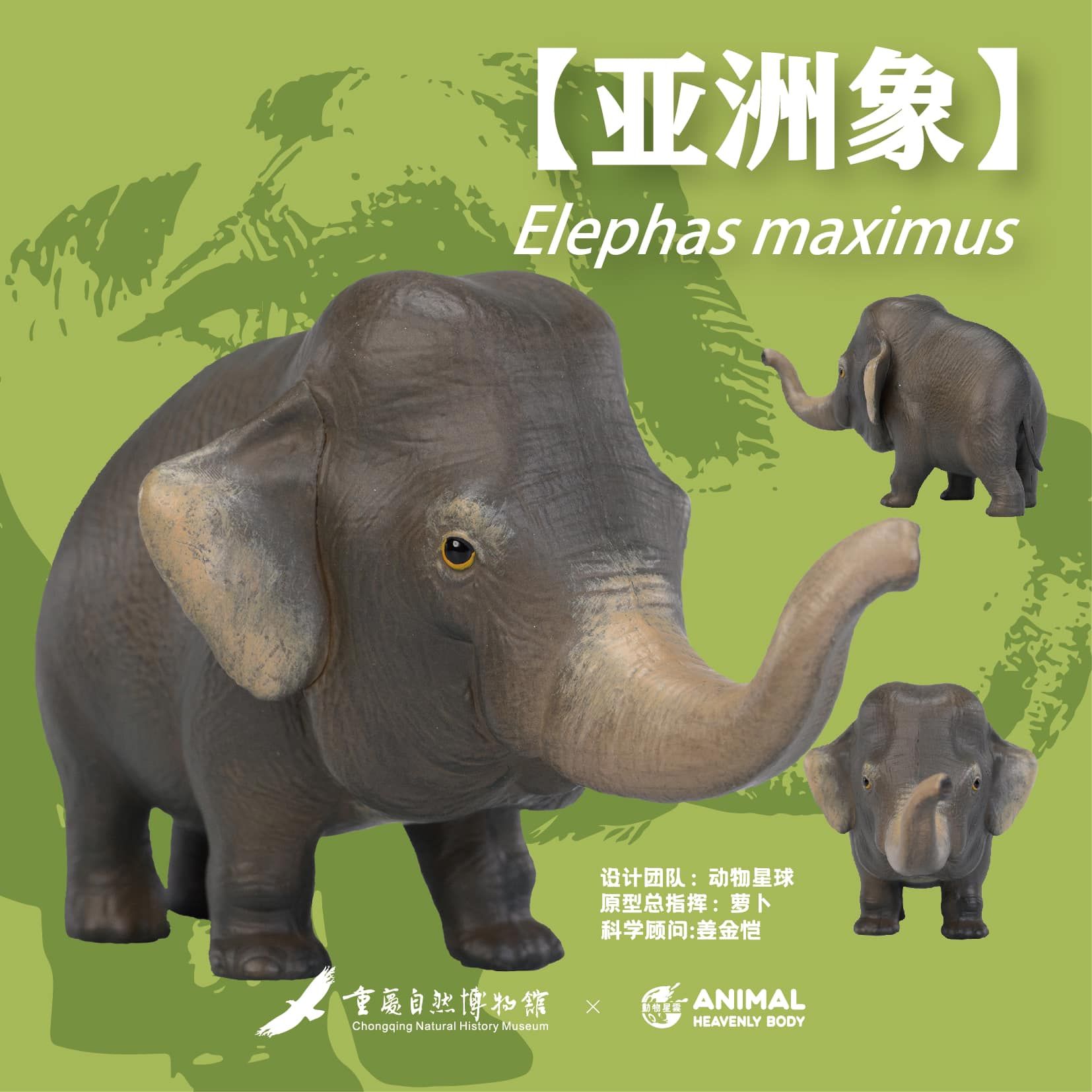 動物星球 動物星雲 心寬體胖 現貨 大象 限定款-重慶自然博物館聯名 亞洲象 非洲象 正版公司貨