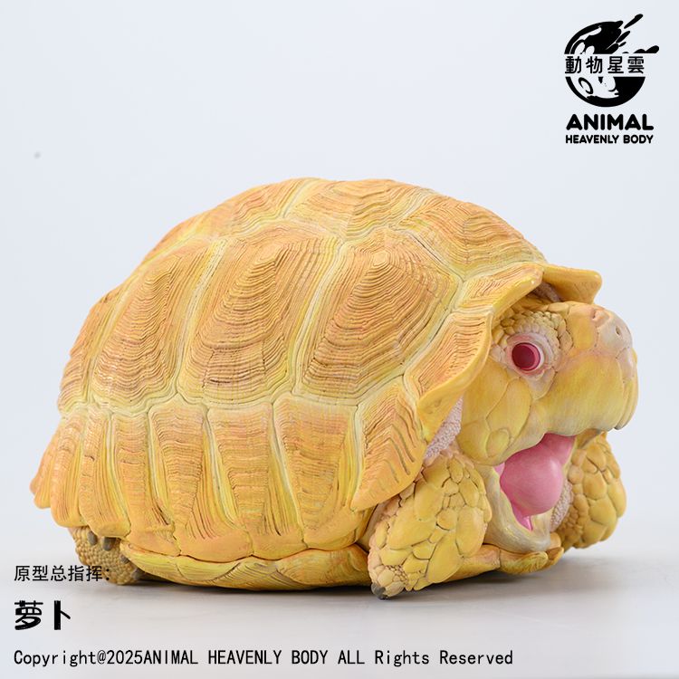 動物星球 白化蘇卡達PLUS 現貨