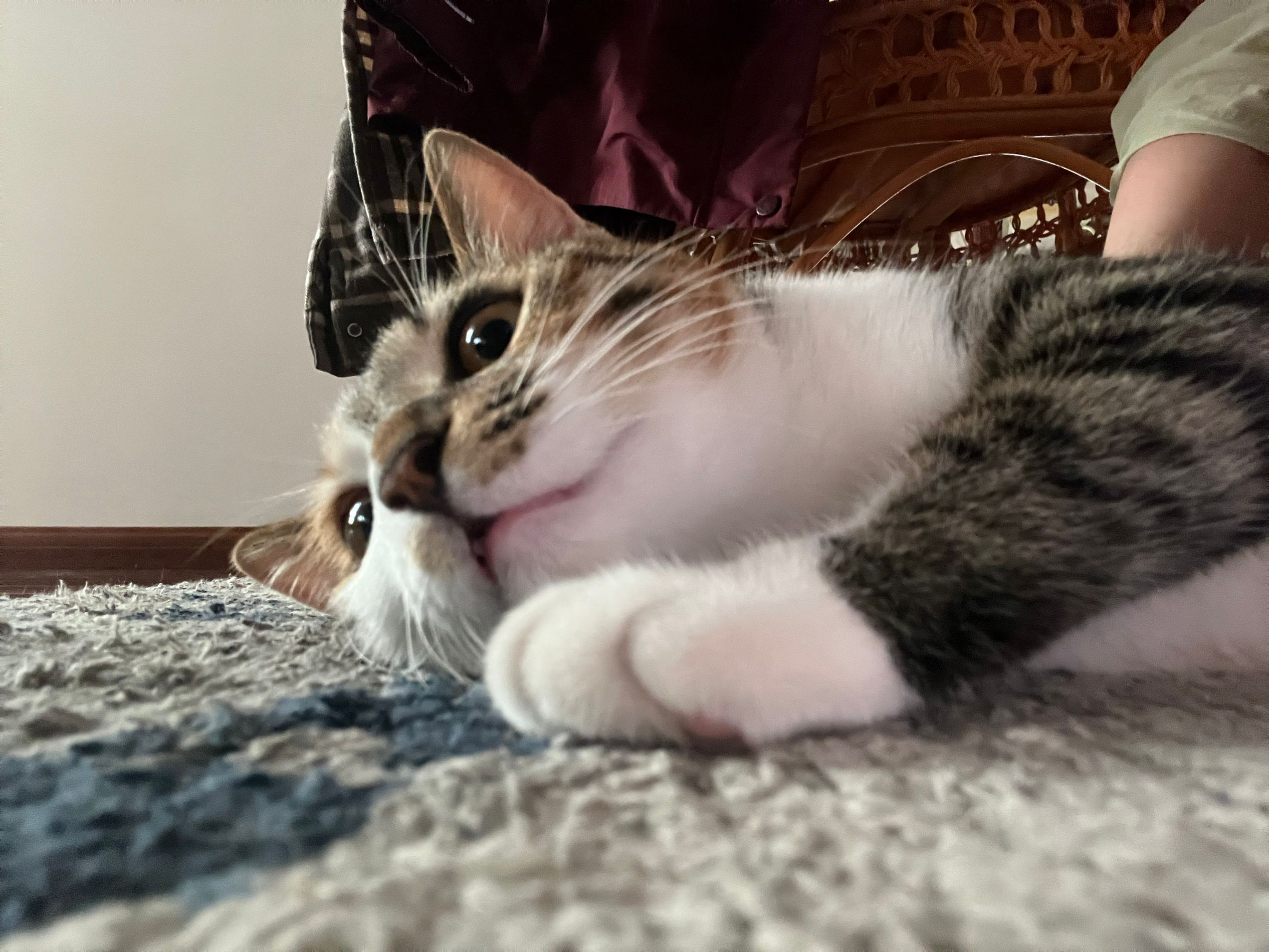 補