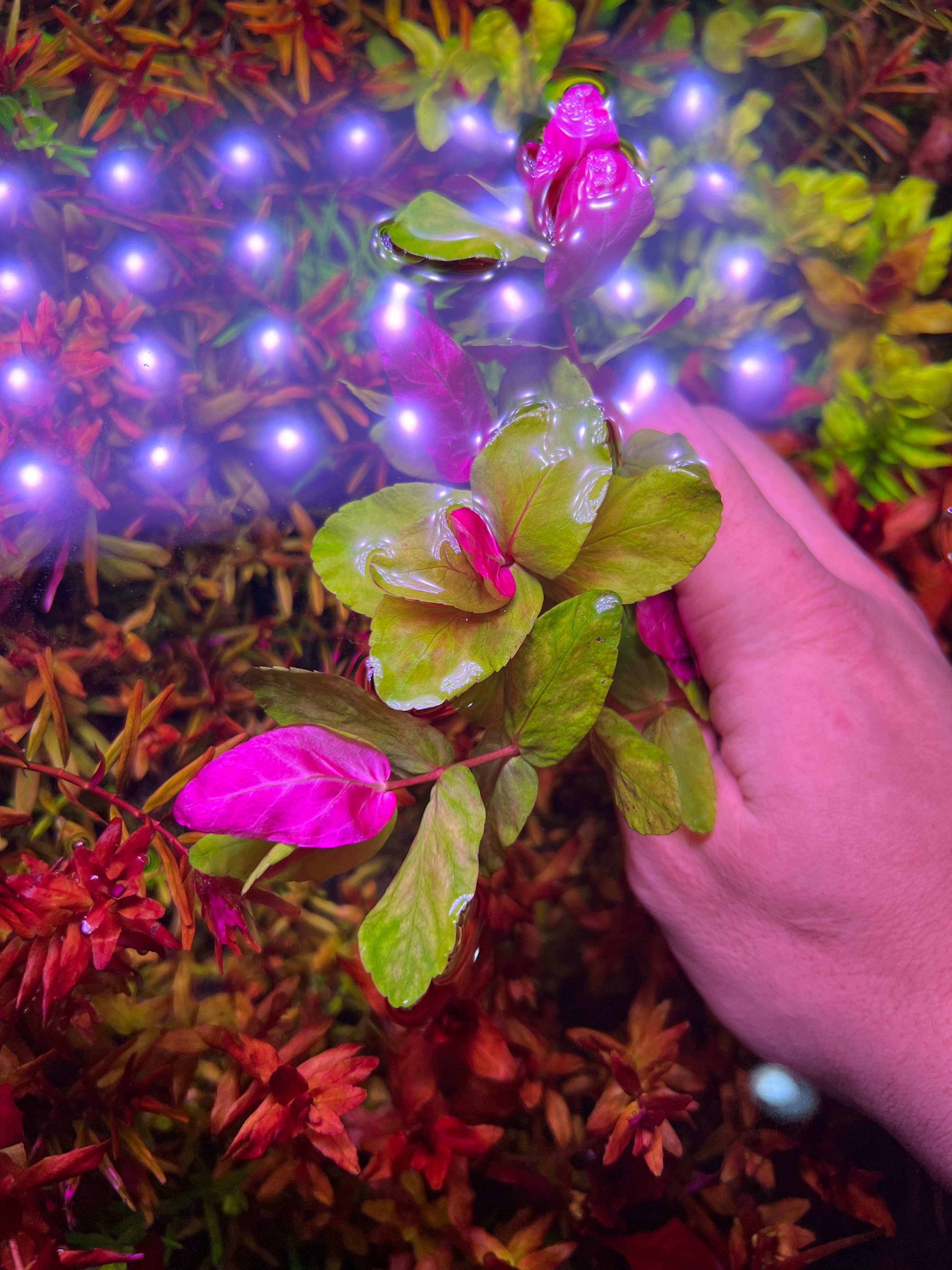 印度黃玫瑰x5