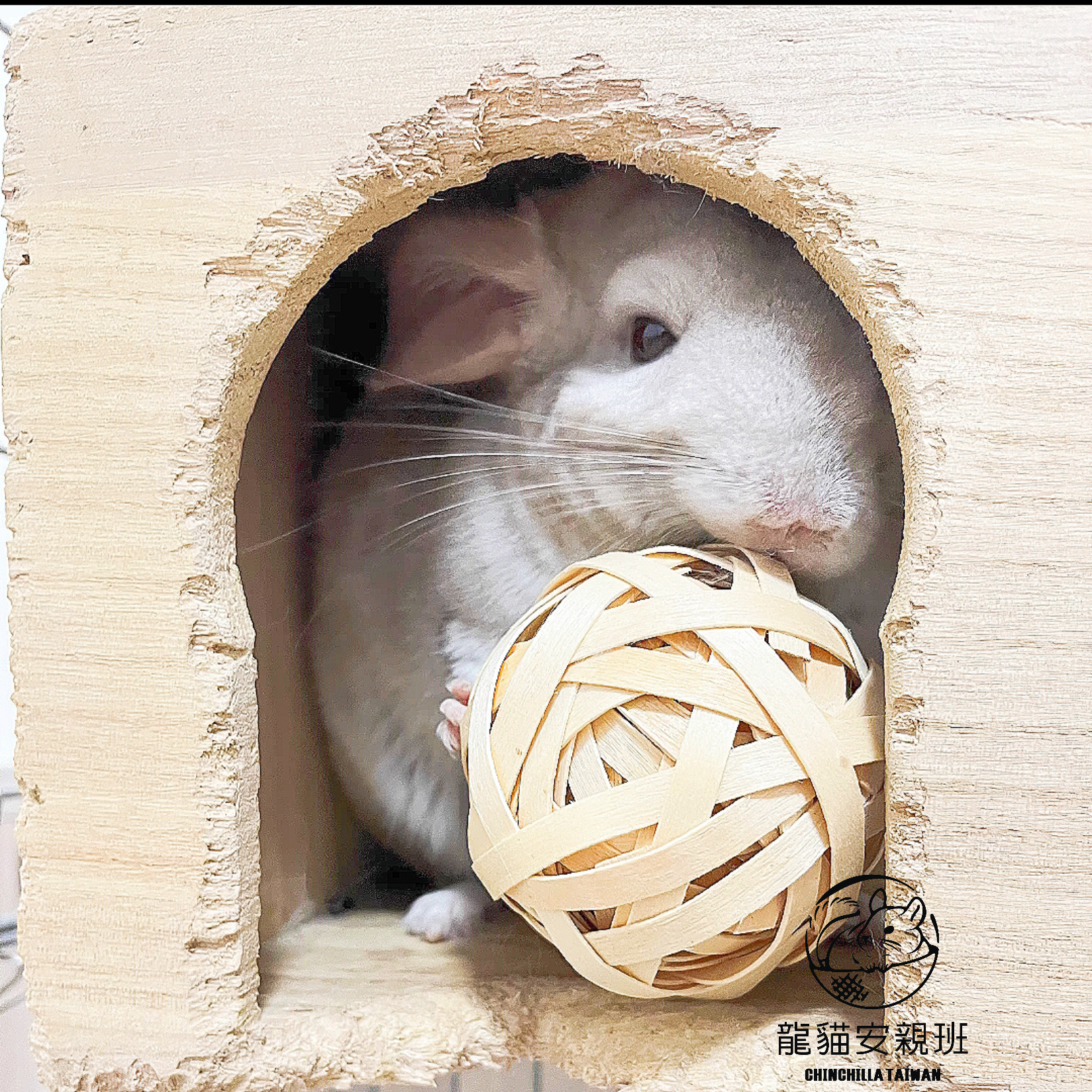 🏡龍貓安親班🏡［台灣現貨］手工編織蘋果樹皮球球2入 小寵物安全玩具 解悶玩具 龍貓 鼠兔 鸚鵡 高雄實體店